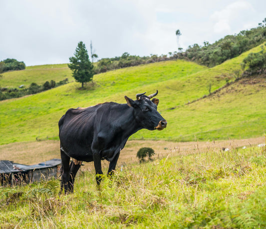 Cattle: From Villains to Heroes of the Modern Environmental Saga